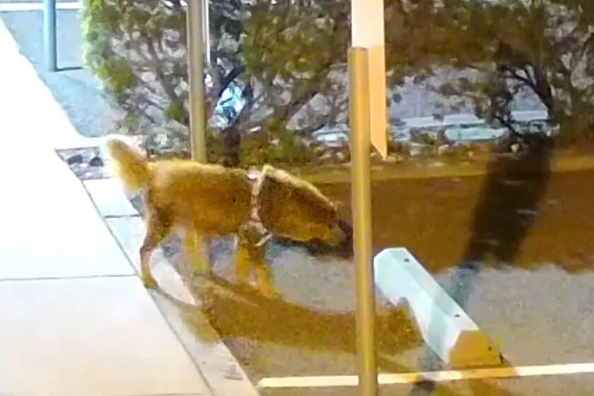 Still of canine revealed in Helen Woodward Animal Center’s security camera