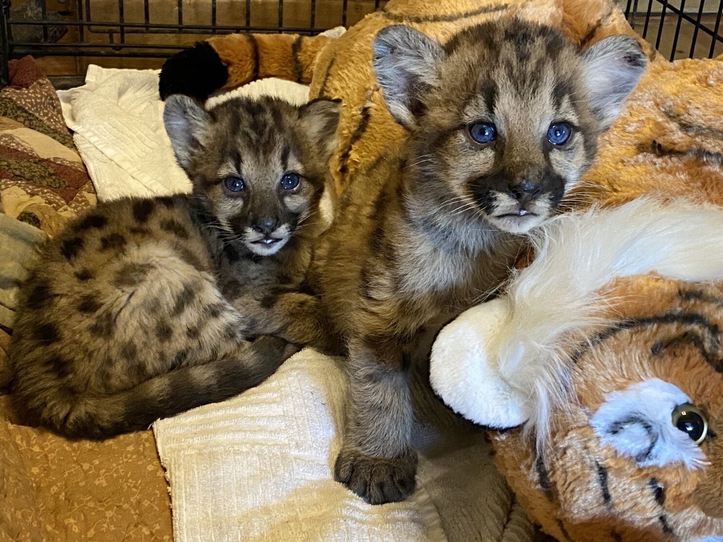 Effort to foster orphaned mountain lion cubs in wild fails - Los Angeles  Times