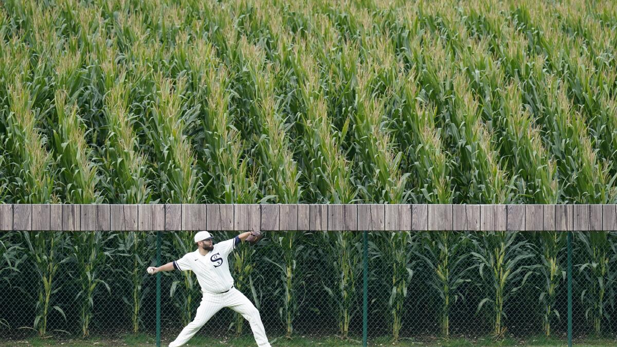 258 Field Of Dreams Corn Stock Photos, High-Res Pictures, and