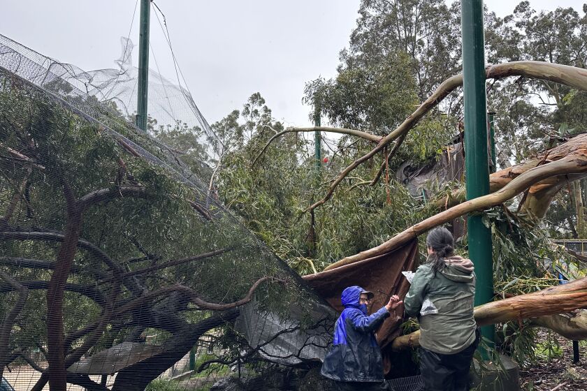 Amid high winds and stormy conditions, a eucalyptus tree toppled over at the Oakland Zoo and landed on a recently completed aviary that held dozens of birds and small mammals in Oakland, Calif. on Tuesday March 21, 2023.