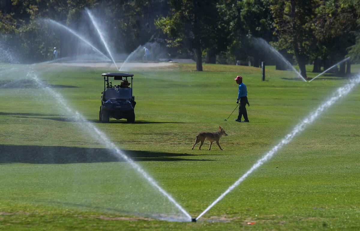  A coyote wanders onto a golf course fairway.