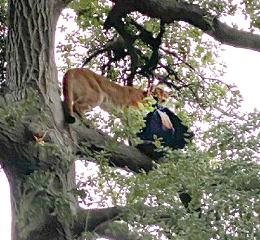 The mountain lion believed to have attacked a child Monday afternoon is seen in a tree with a backpack that had been thrown during the attack.