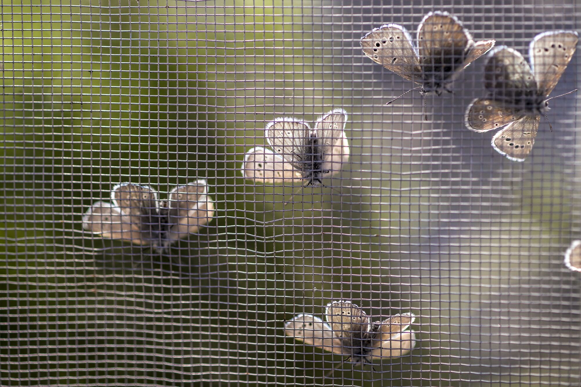 Butterflies cling to mesh.