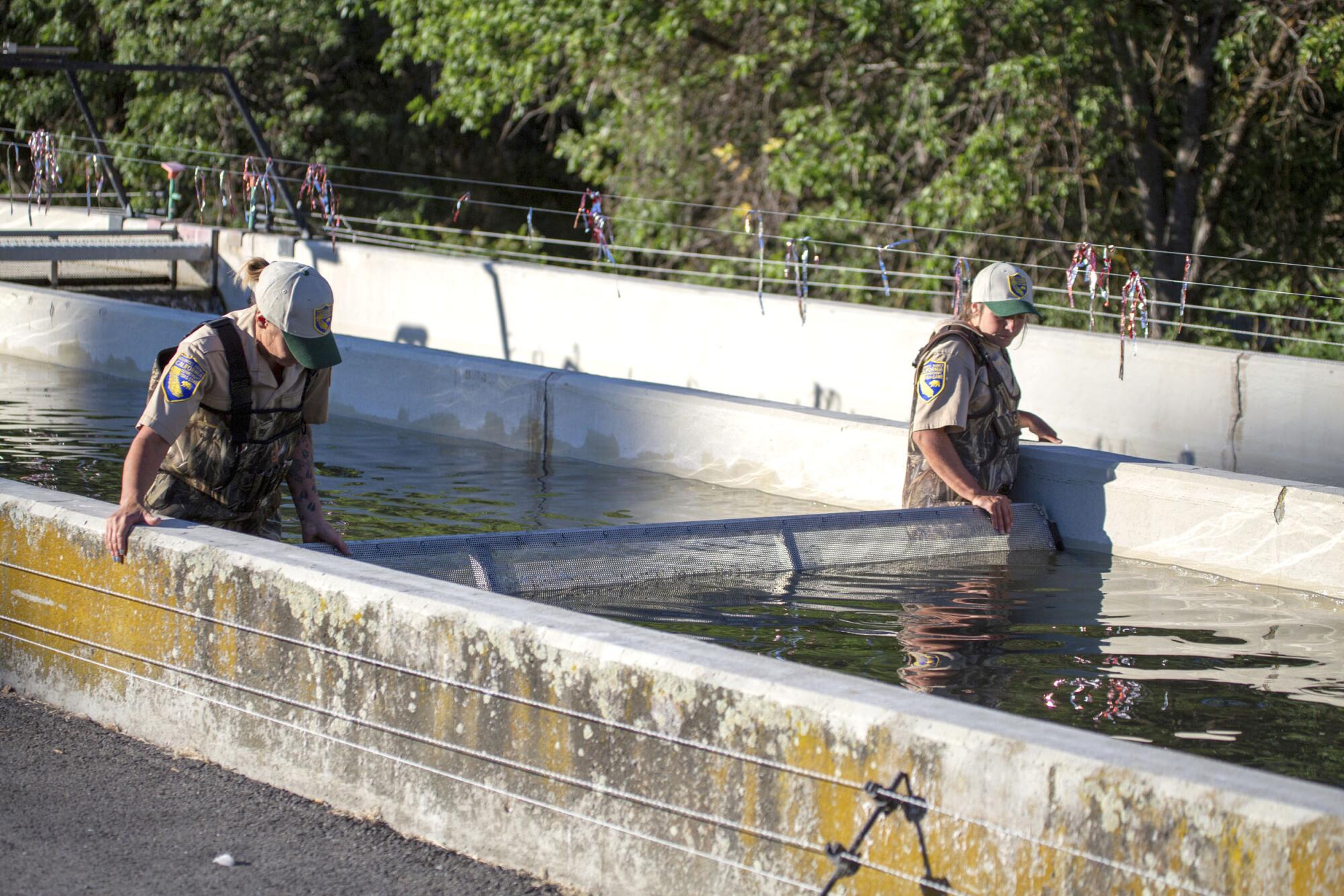 Juvenile chinook salmon are herded in a raceway by staff at the Iron Gate Fish Hatchery in Siskiyou County.