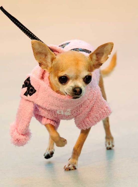 Dog fashion show