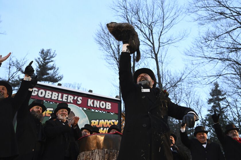 FILE - Groundhog Club handler A.J. Dereume holds Punxsutawney Phil, the weather prognosticating groundhog, during the 136th celebration of Groundhog Day on Gobbler's Knob in Punxsutawney, Pa., Feb. 2, 2022. On Thursday, Feb. 2, 2023, people will once again gather at Gobbler’s Knob as members of Punxsutawney Phil’s “inner circle” summon him from his tree stump at dawn to learn if he has seen his shadow. According to folklore, if he sees his shadow there will be six more weeks of winter. If he does not, spring comes early. (AP Photo/Barry Reeger, File)