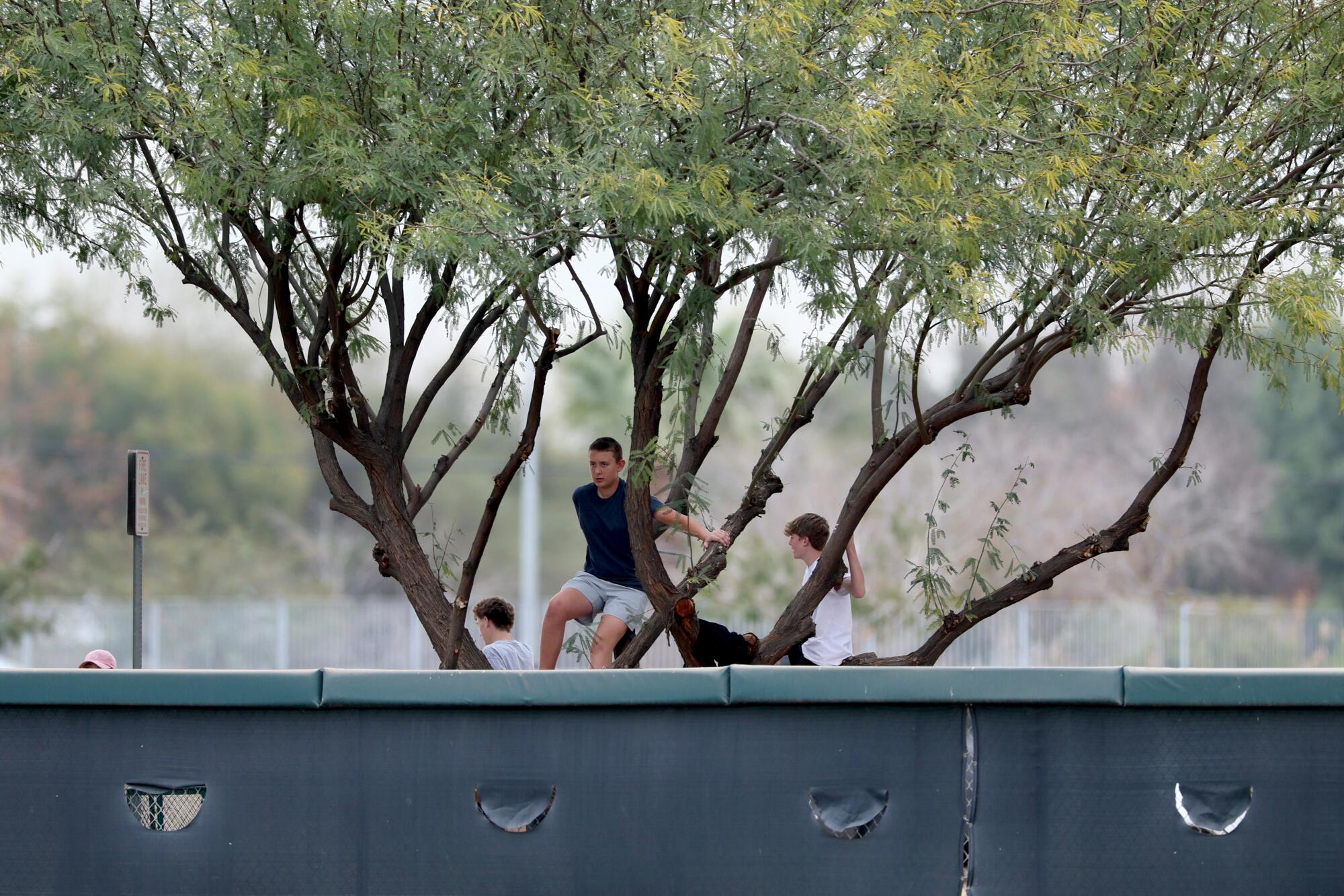 Futbolcuları daha iyi görebilmek için ağaçtaki taraftarlar.