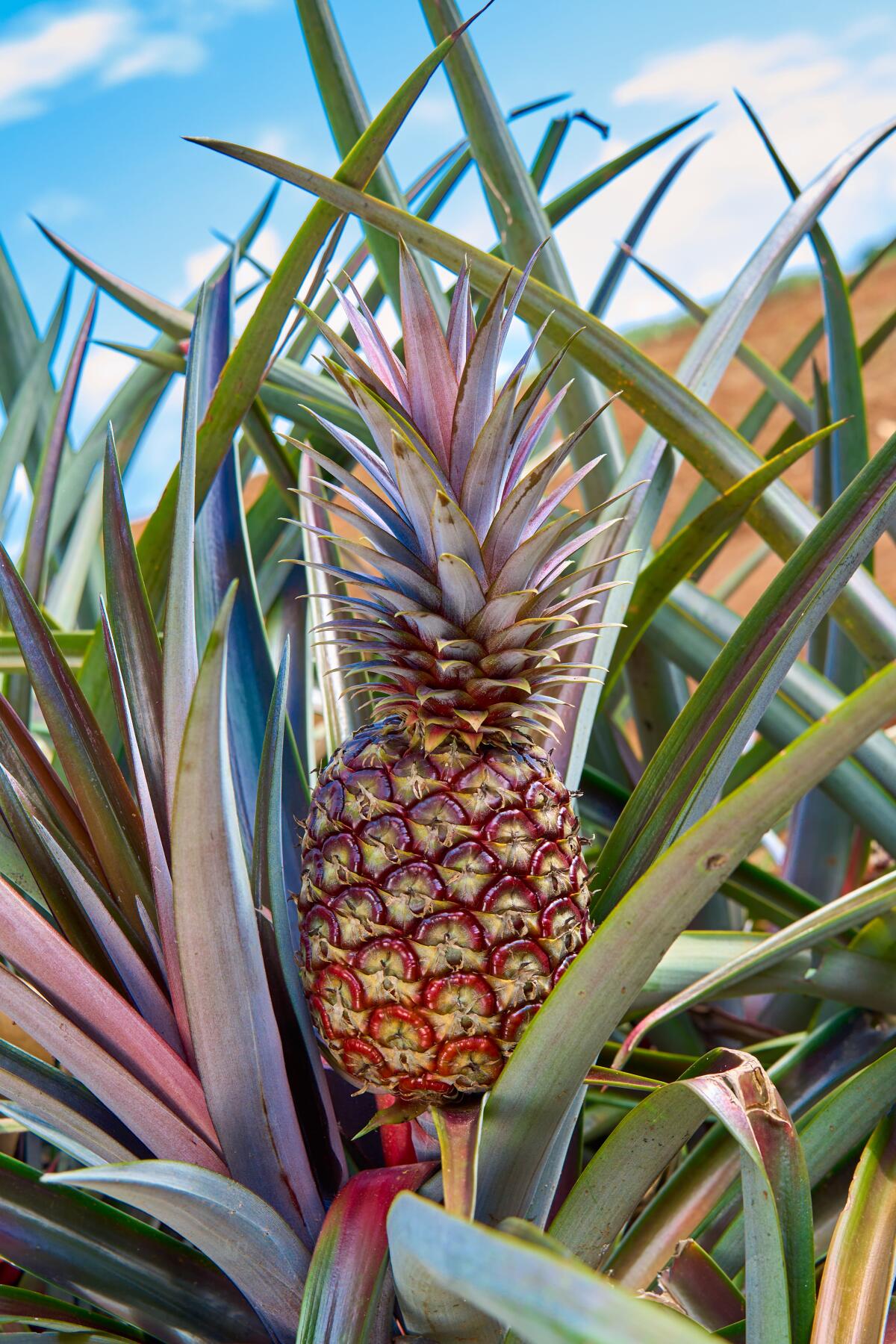 A pineapple growing in a field