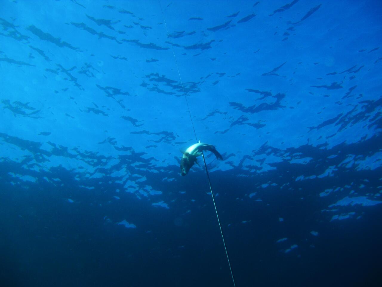 Spearfishing off Catalina Island