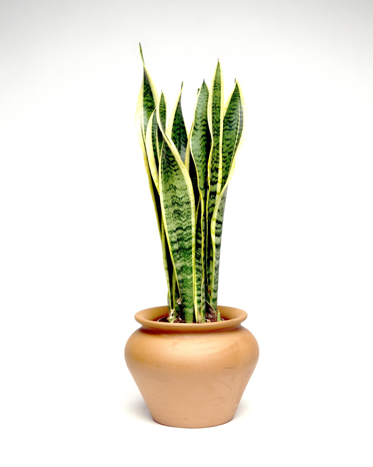 A tall snake plant in a pot 