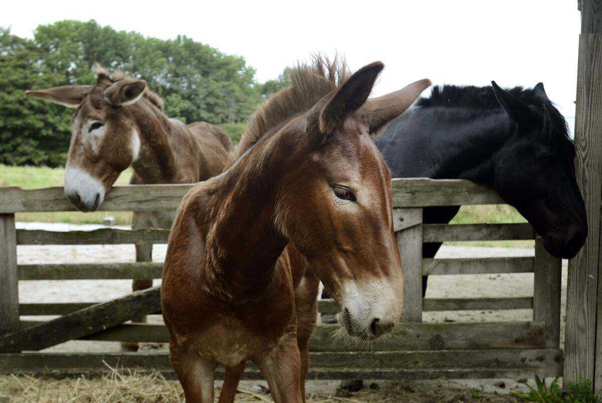 A young donkey, center, and other work animals at the Northland Sheep Dairy Farm in Marathon, N.Y. (File photo)