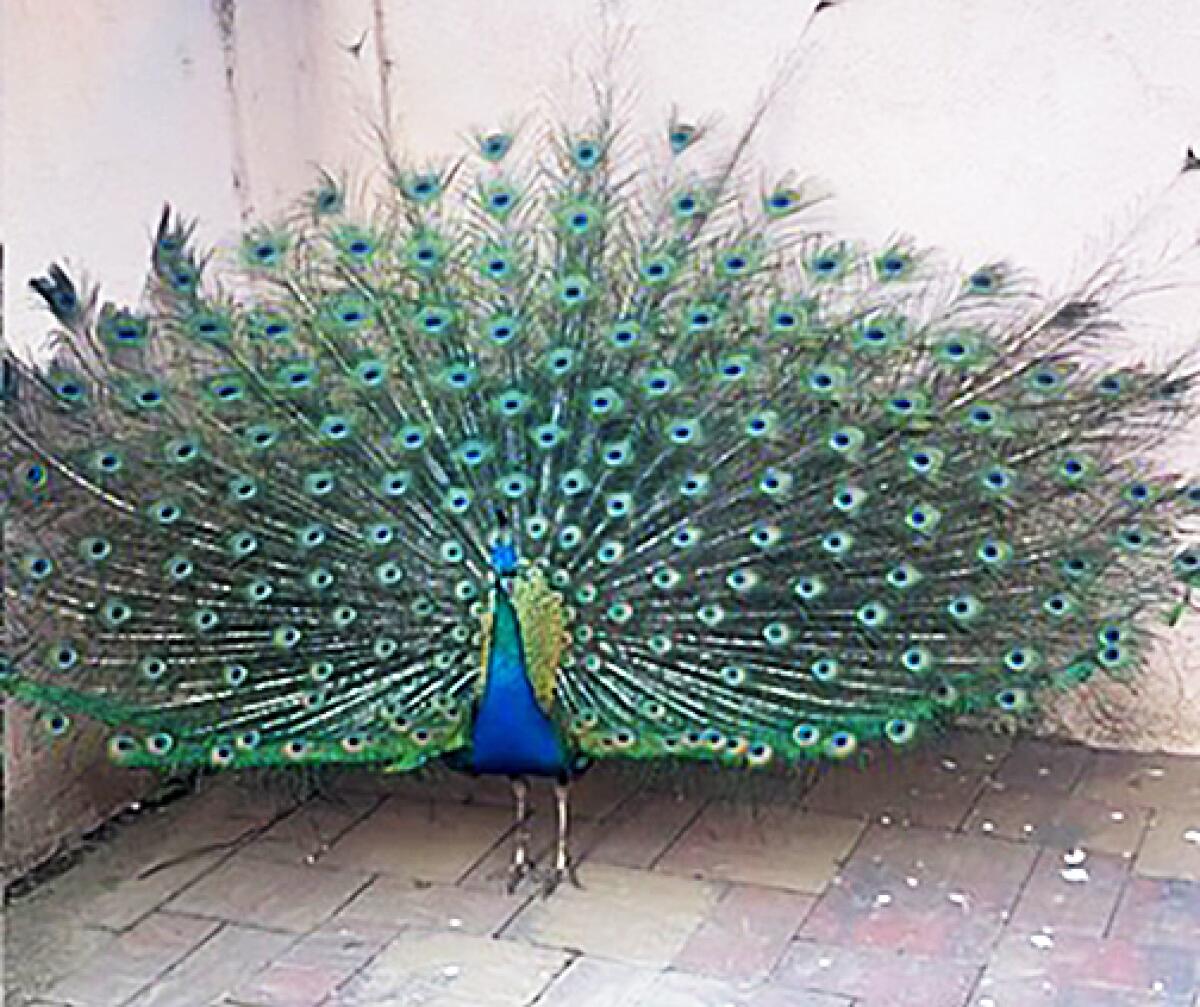 A peacock spreads its feathers on a brick courtyard.