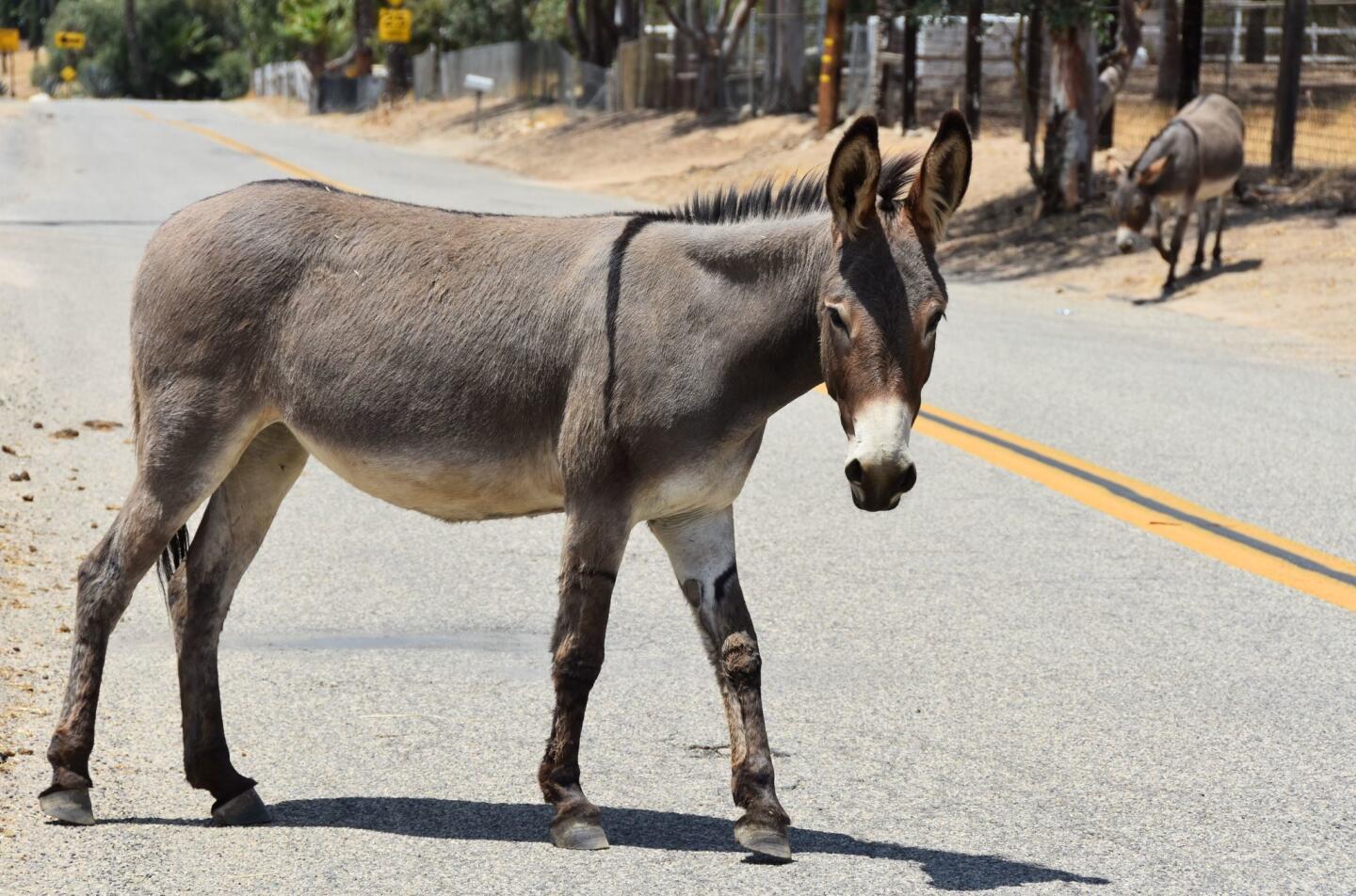 Cuidado con los burros silvestres