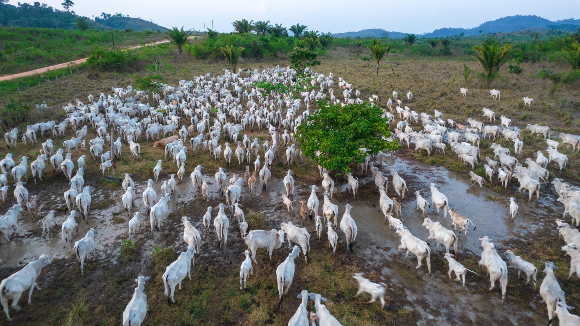 A huge group of white cattle in a clearing dotted with trees