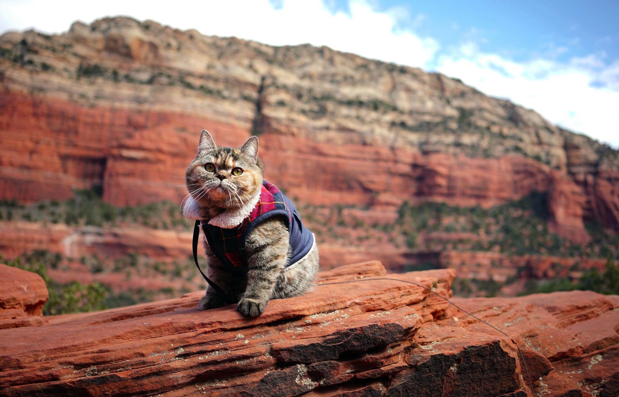 A cat wearing a vest visits the red rocks of Sedona, Arizona.