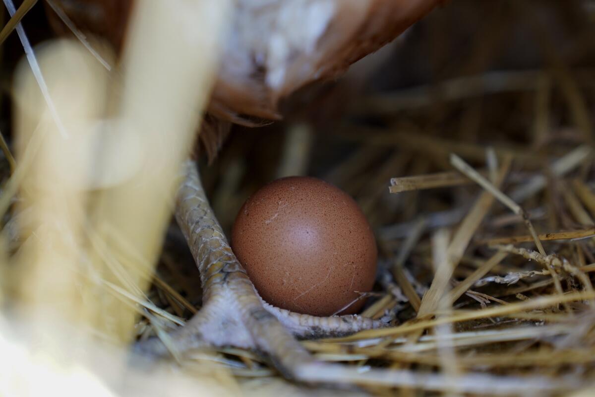 ARCHIVO - Una gallina permanece de pie junto a un huevo, el 10 de enero de 2023, 