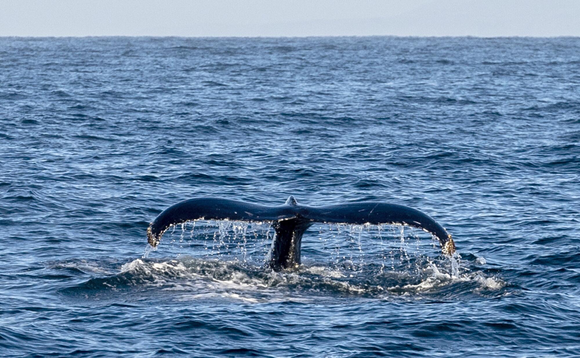 A humpback whale fluke in Monterey Bay