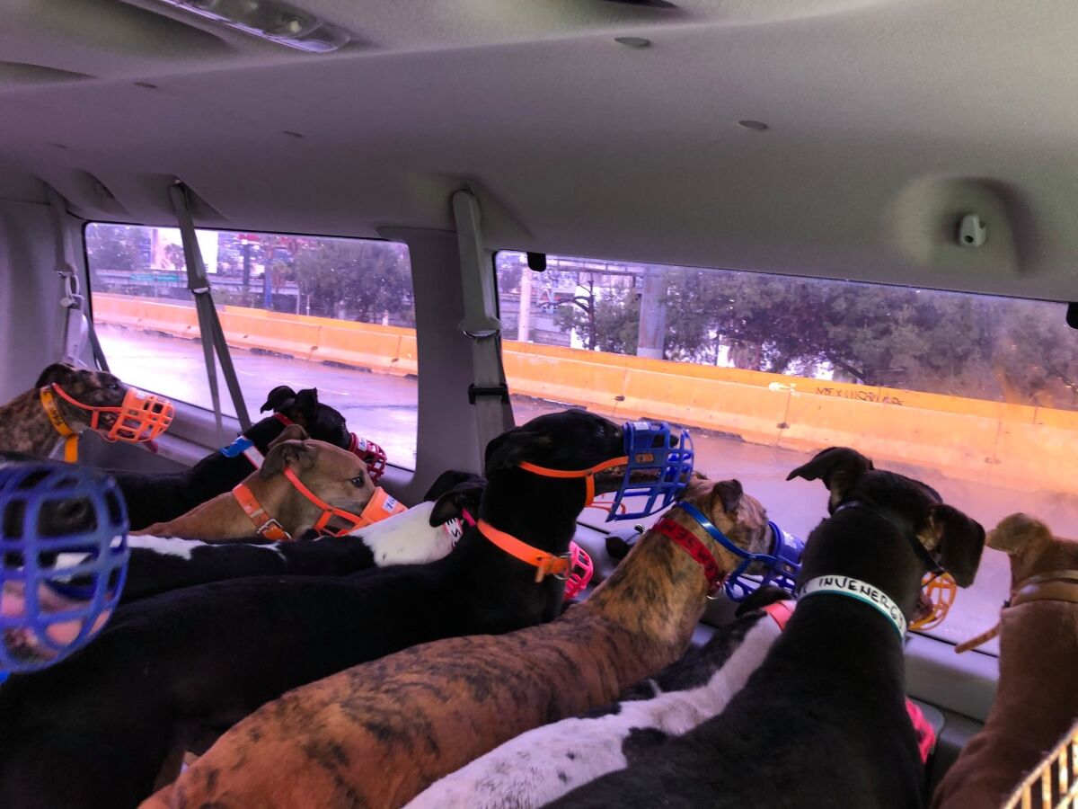 It's not a Greyhound bus. It's an Operation Greyhound van taking dogs retiring from racing in Tijuana across the border to the United States to find adoptive families. The urgency has increased since the Caliente greyhound racetrack was closed by authorities on March 25 until the pandemic subsides.