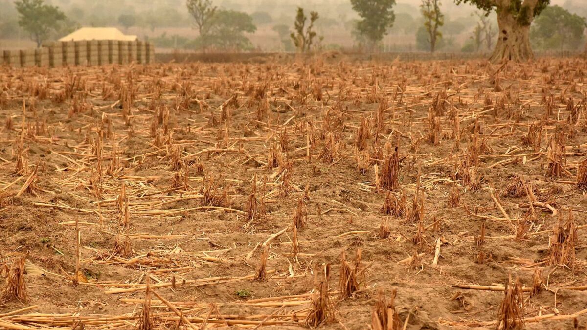 A barron wheat field in Maiduguri, Nigeria. (DEJI YAKE / EPA)