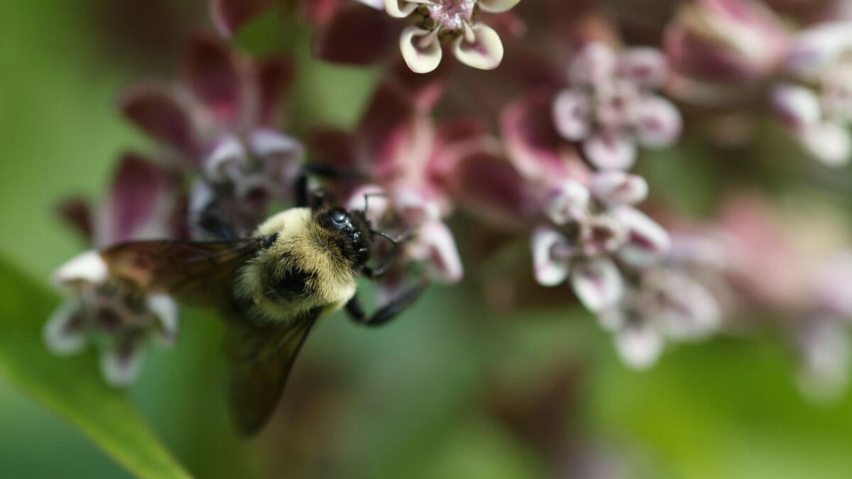The EPA cited private chemical industry studies that, it said, show that the pesticide sulfoxaflor does only lower-level harm to bees and wildlife.