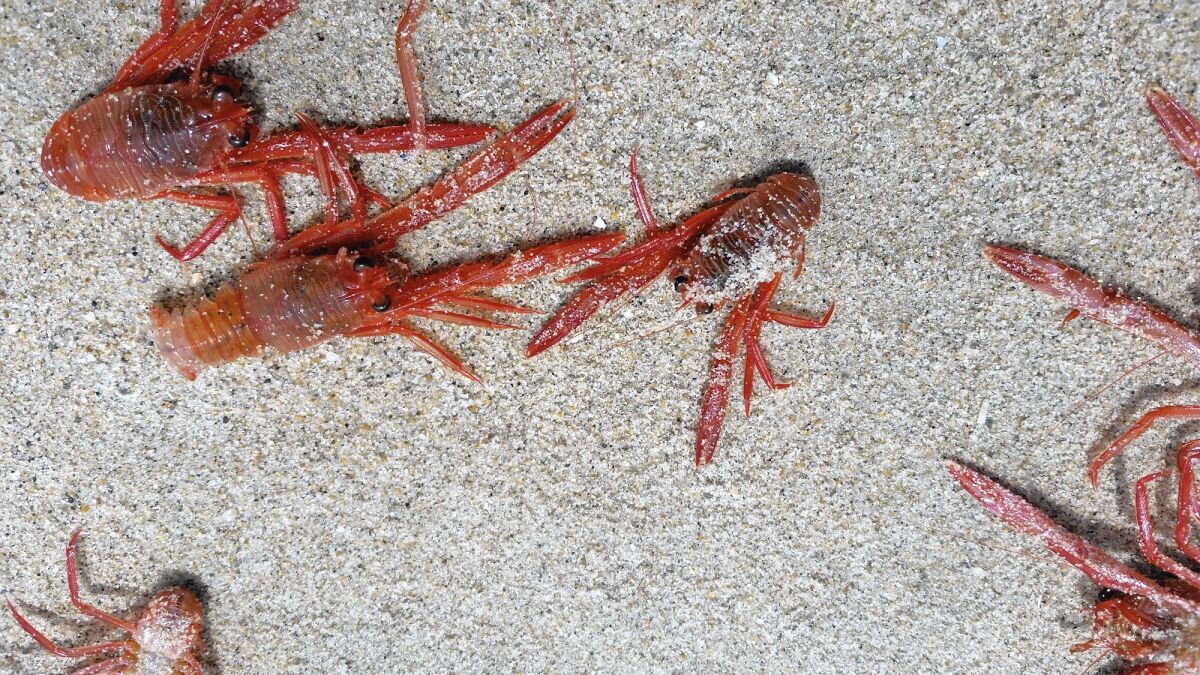 Red tuna crabs such as these in Laguna Beach also have washed up this week in Newport Beach and Huntington Beach.