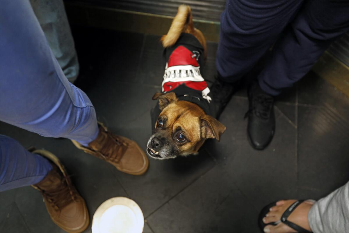 A dog in a black and red jacket stands in an elevator surrounded by people.