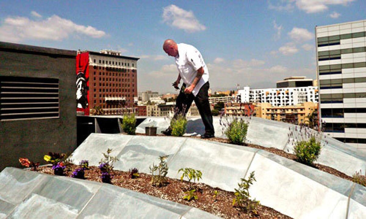 SKYLINE BOUNTY: Jonathan McDowell of Blue Velvet restaurant harvests lavender from 10-story-high terraced beds.