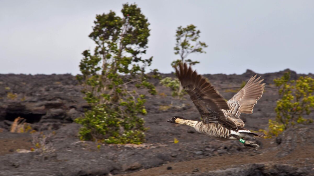 A nene in flight over hardened lava at Hawaii Volcanoes National Park on the island of Hawaii.