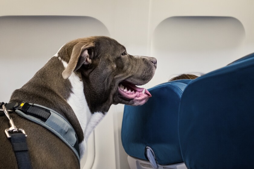 Should emotional support animals be allowed on a plane? Make your voice