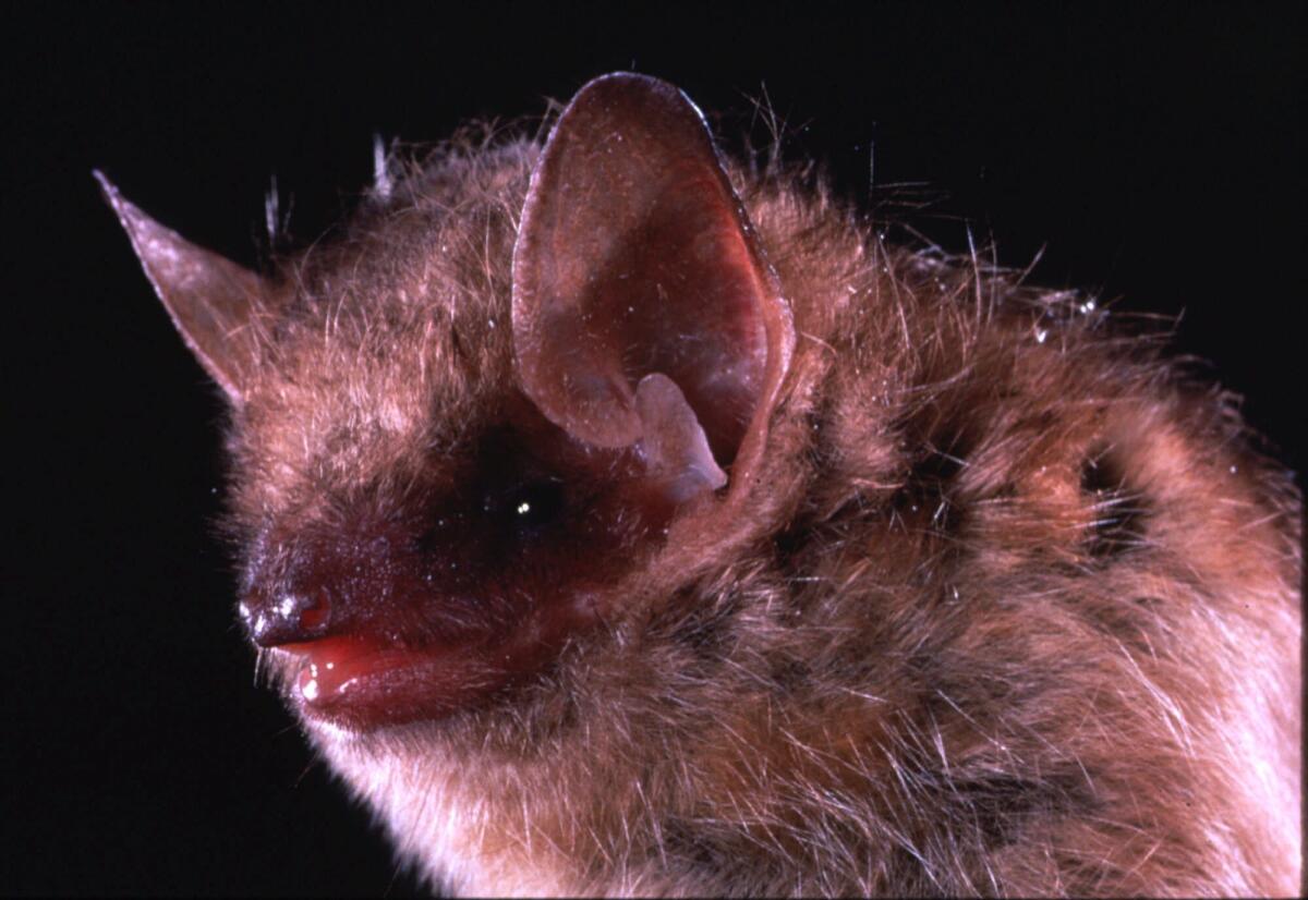 Los Angeles County public health officials issued a warning after a bat found last week in Azusa tested positive for rabies. Above, a file photo of an eastern pipistrelle bat, a species frequently linked to human rabies cases.