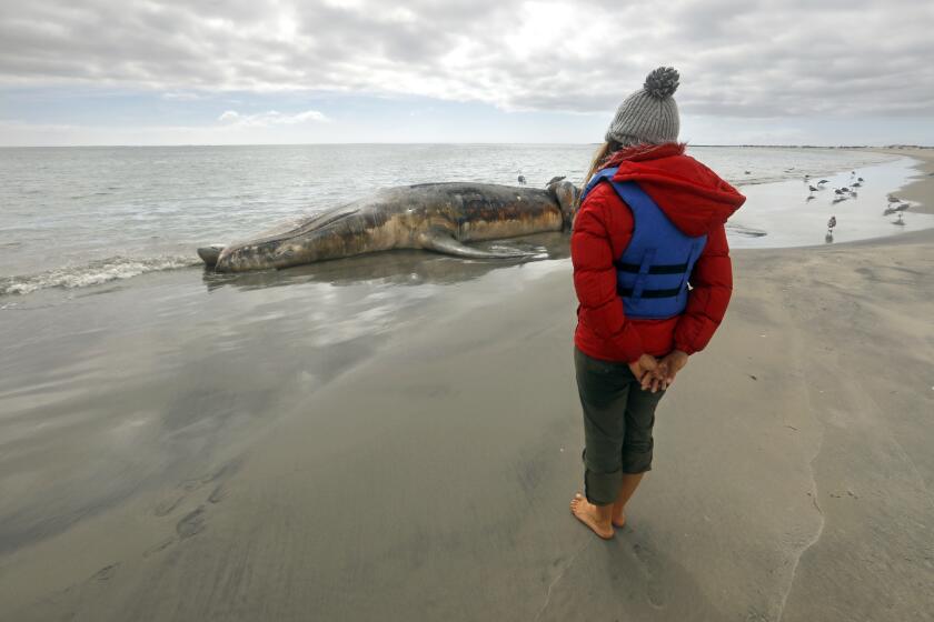 LAGUNA SAN IGNACIO, BAJA CALIFORNIA - FEB 16, 2021: A dead gray whale washes ashore in Laguna San Ignacio on March 11, 2020. Since January 1, 2019, elevated gray whale strandings have occurred along the west coast of North America from Mexico through Alaska. This event has been declared an Unusual Mortality Event (UME). Balvi Vasquez, a local resident of San Ignacio who works for Antonio's Ecotours says a prayer for the whale. (Carolyn Cole / Los Angeles Times)