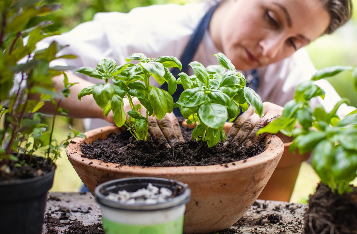 Woman Planting Herbs