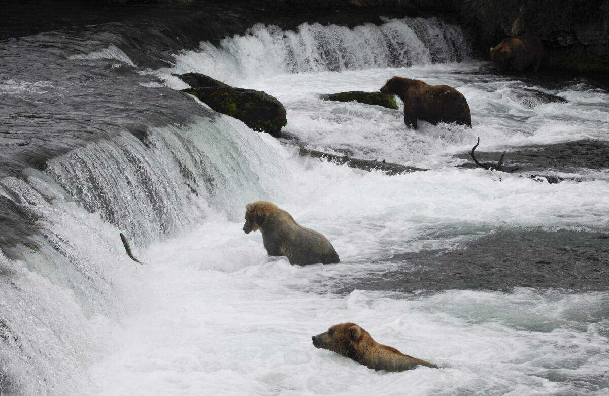 The brown bears in Alaska's Katmai National Park and Preserve grab the fish from the Brooks River and devour them by the dozens.