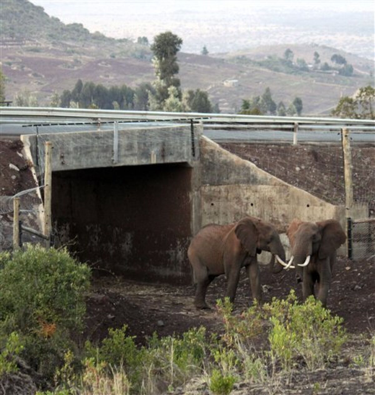 In this photo of Monday, Jan. 24, 2011, elephants exit Africa's first dedicated elephant underpass near the slopes of Mt. Kenya. Conservationists say the tunnel connects two elephant habitats that had been cut off from each other for years by human development. (AP Photo/Jason Straziuso)