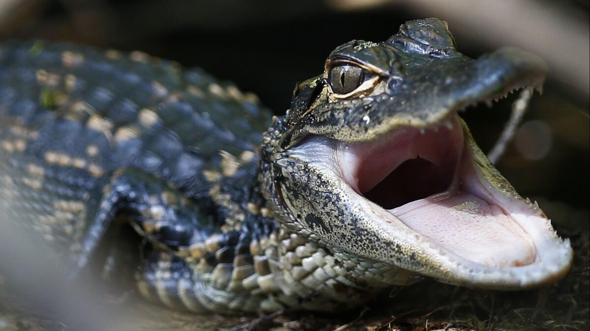 Oh, baby. Don't try to smuggle a baby alligator through airport security.