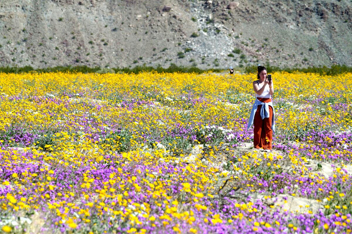 A woman stands in a field of purple, yellow and white wildflowers in Borrego Springs.
