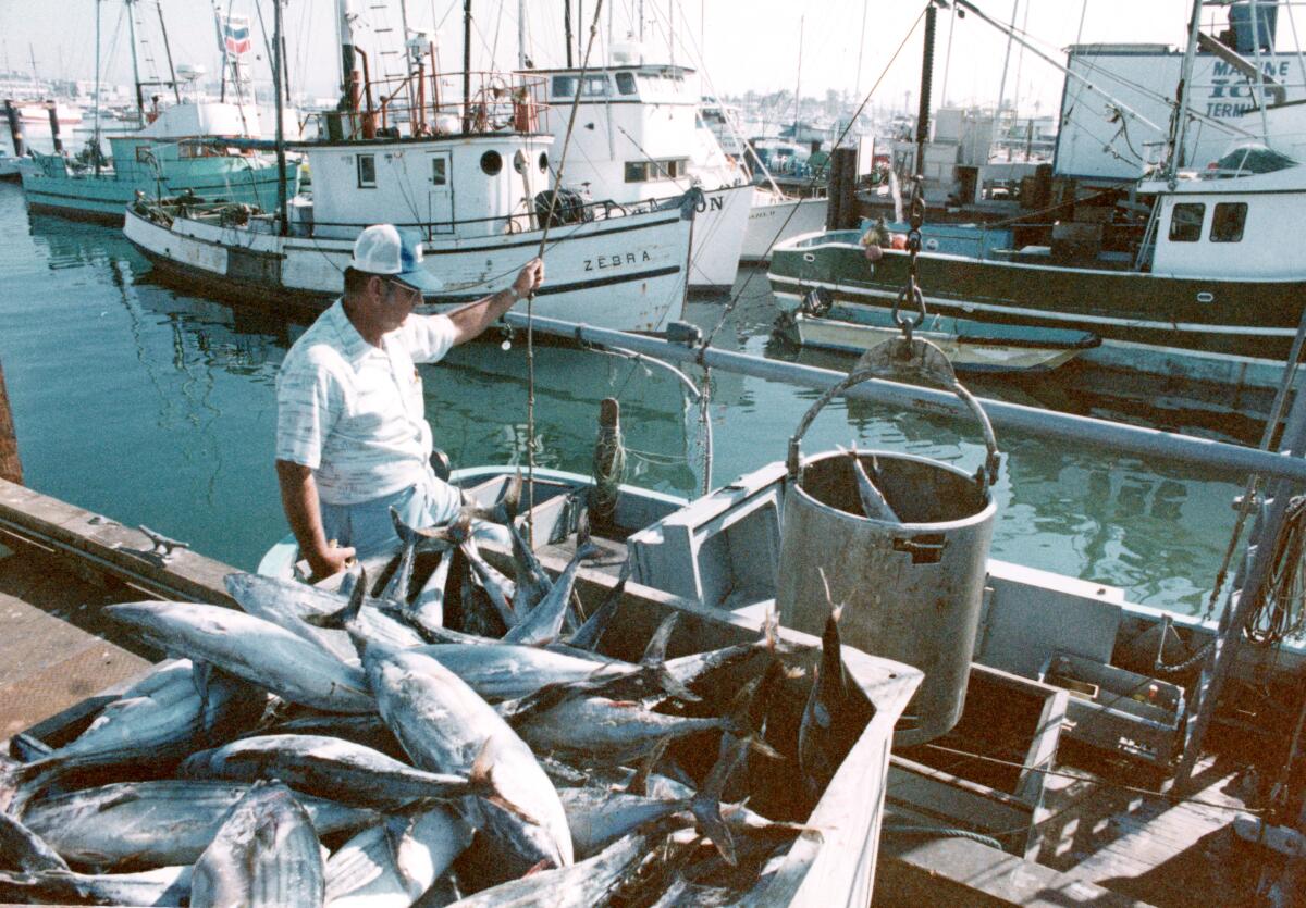 John Hlavac, foreman at StarKist's fish dock on Shelter Island, helps unload a catch of albacore. 