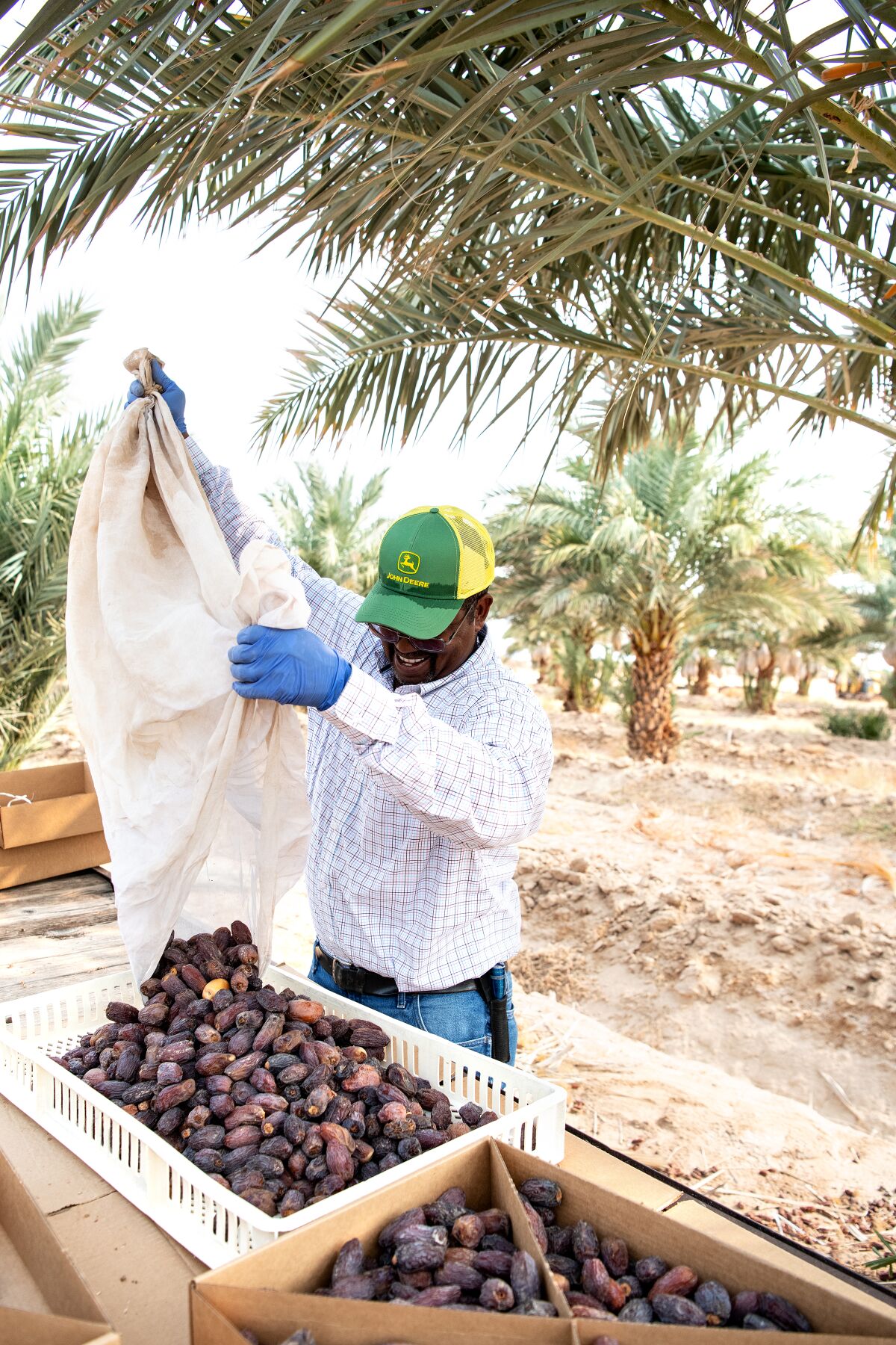 Sam Cobb harvests a variety of dates, including Medjool, on his farm in Blythe. 