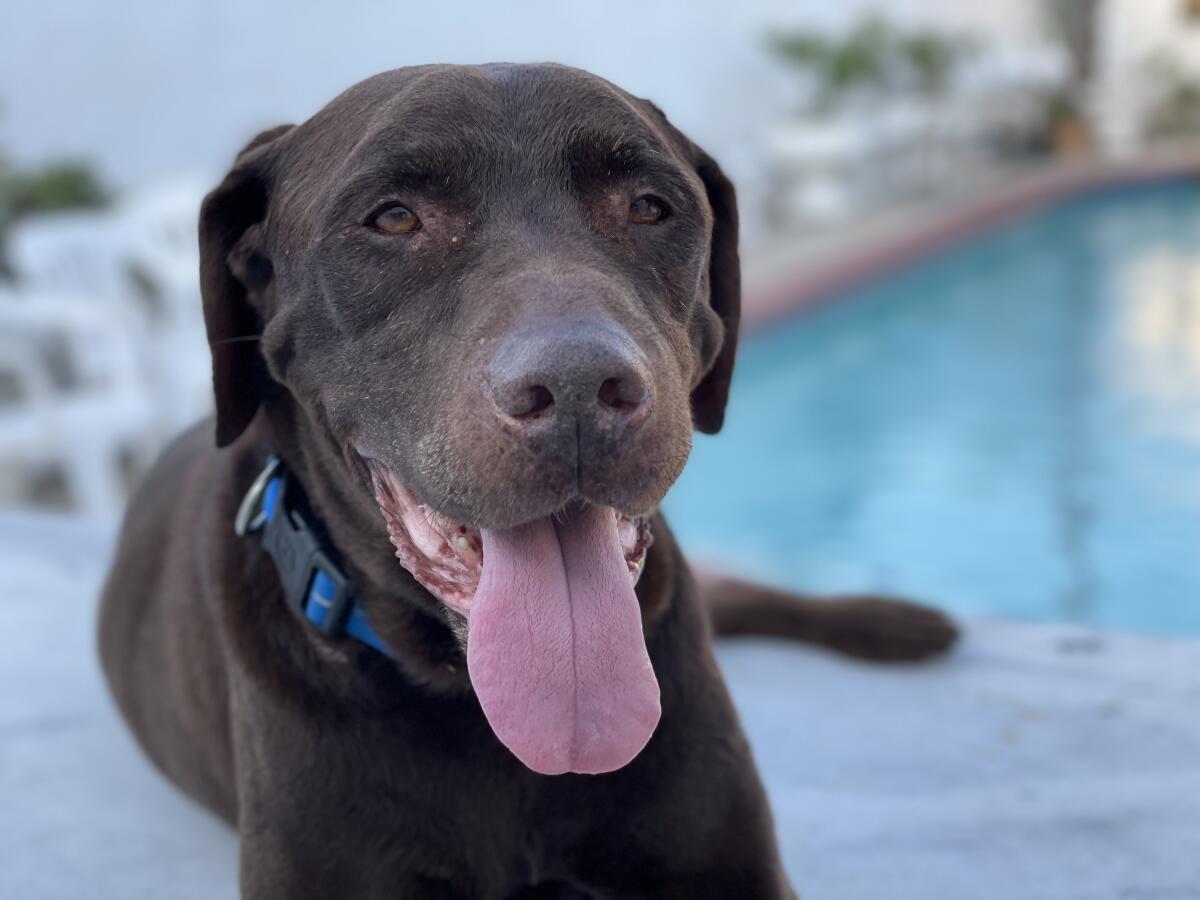 Chocolate lab