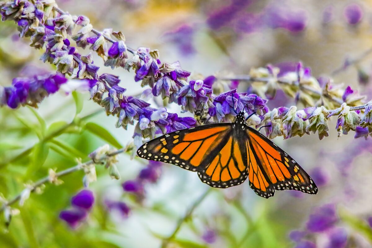 Monarch butterfly on purple salvia