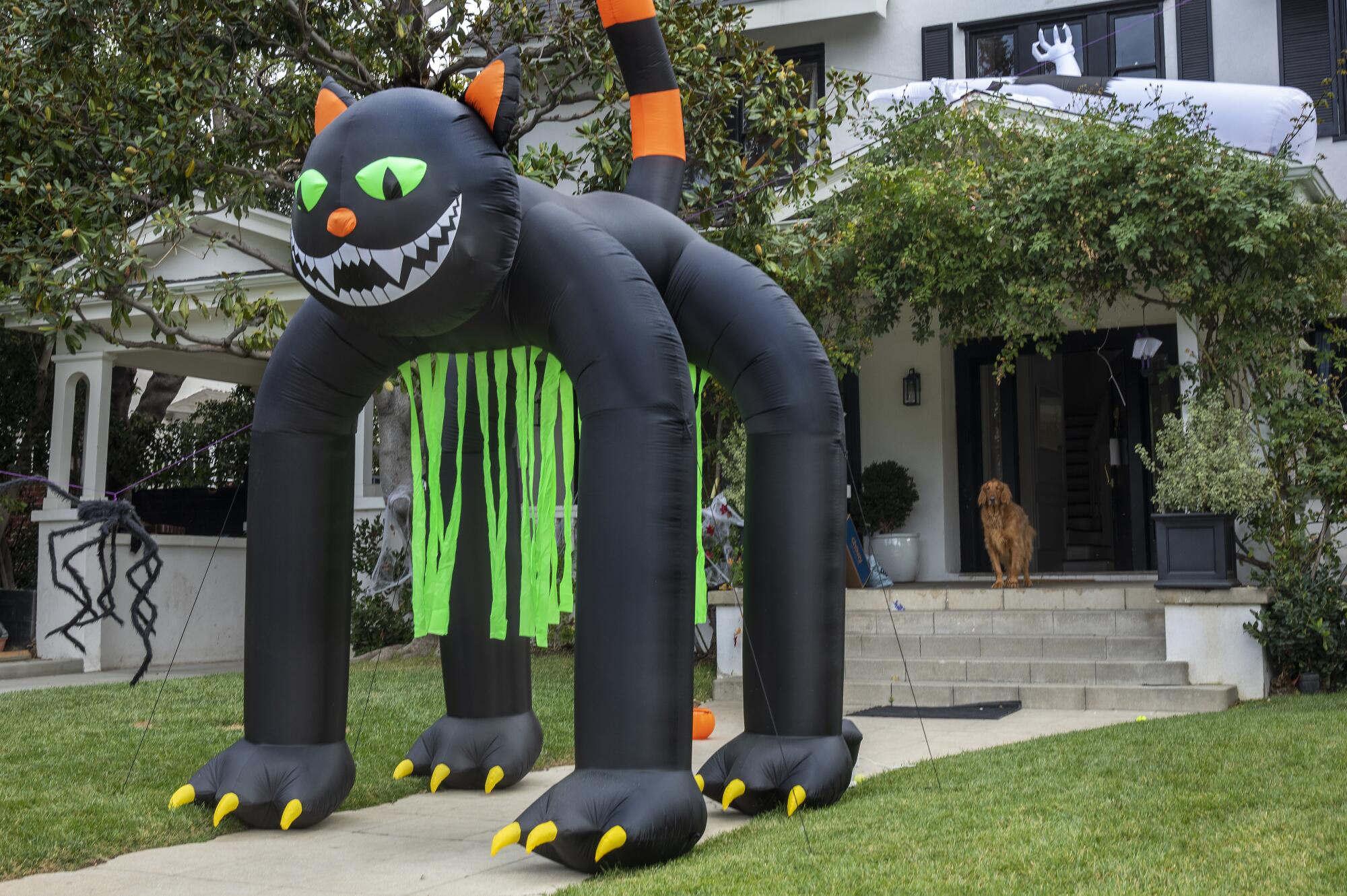 Buddy, a golden retriever, checks out a giant inflatable black cat that has taken over the front walk of his family's home