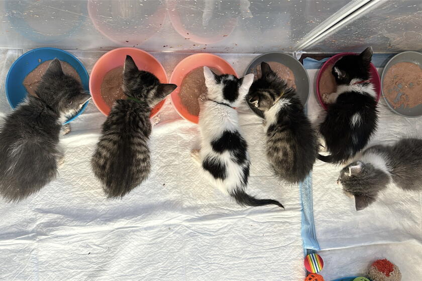 Kittens at WAGS in Westminster chow down at feeding time.