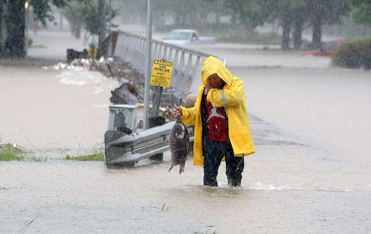 A man rescues an armadillo from flood waters in Houston on Monday.