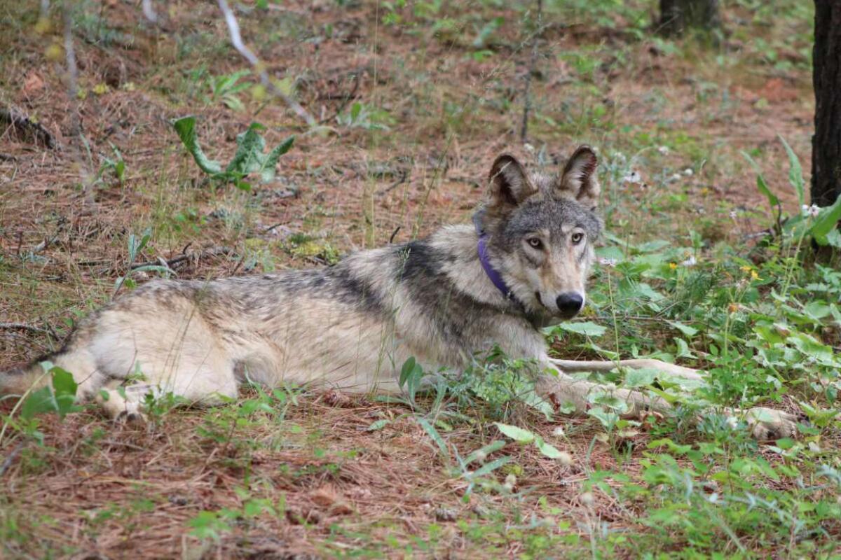 A wolf with a collar around his neck lies on a hillside.