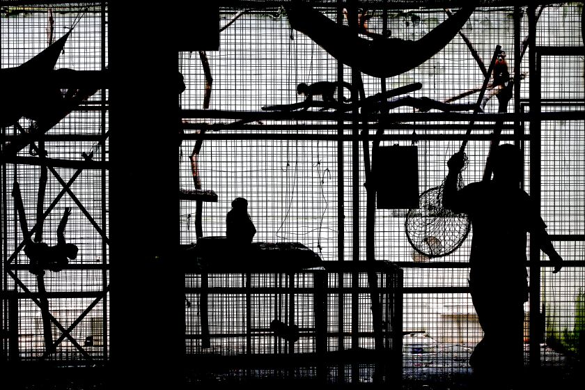 MANAUS, BRAZIL. - NOV. 8, 2021. A worker tends to caged primates at a wildlife research facility in Manaus. Veterinarian and researchers constantly track and catolog pathogens found in the Amazon jungle. As people further encroach on the rainfororest, buffers between humans and wildlife are erased, increasing the possibility of pathogen transmission between species. (Luis Sinco / Los Angeles Times)