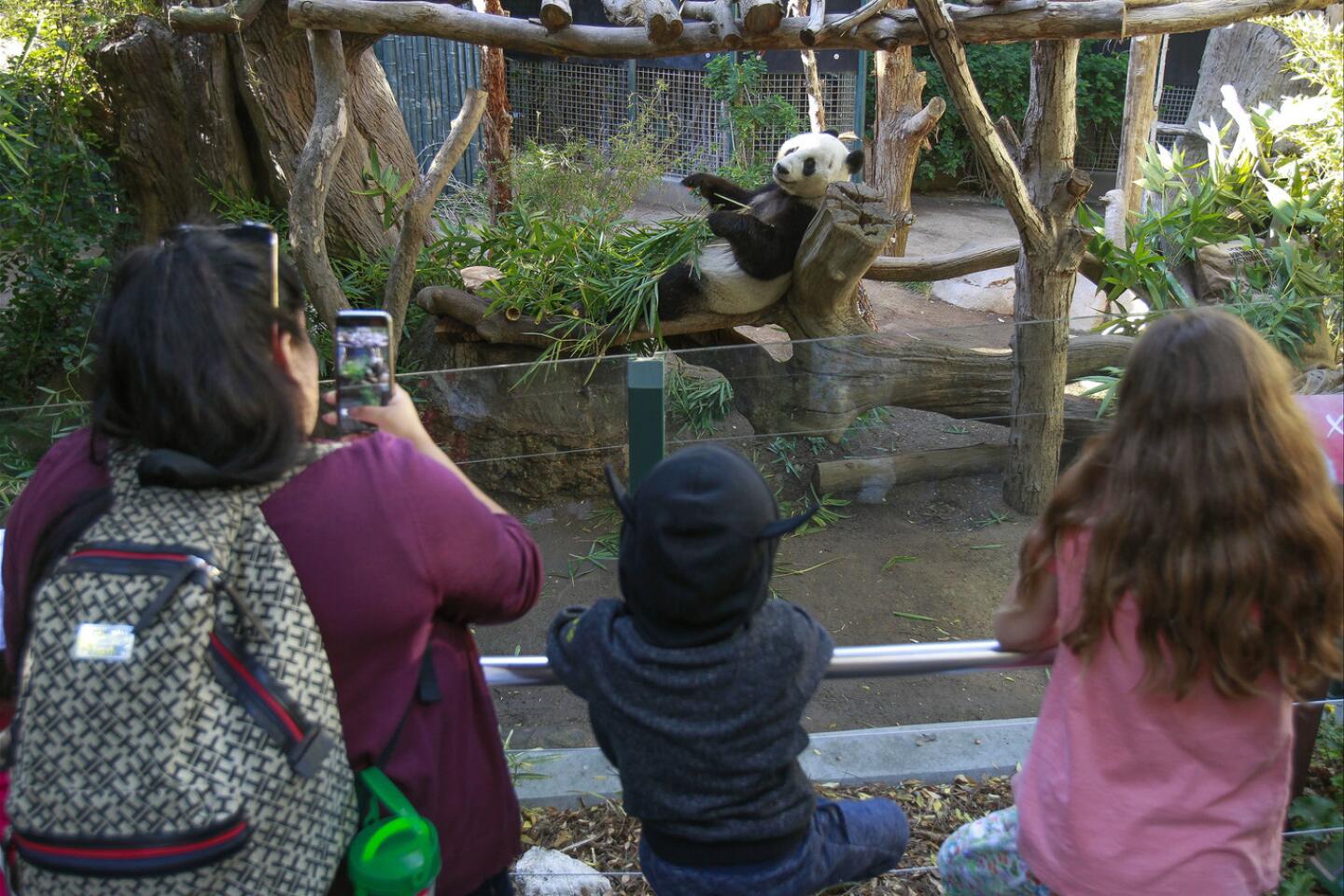 Giant panda Xiao Liwu at the San Diego Zoo.