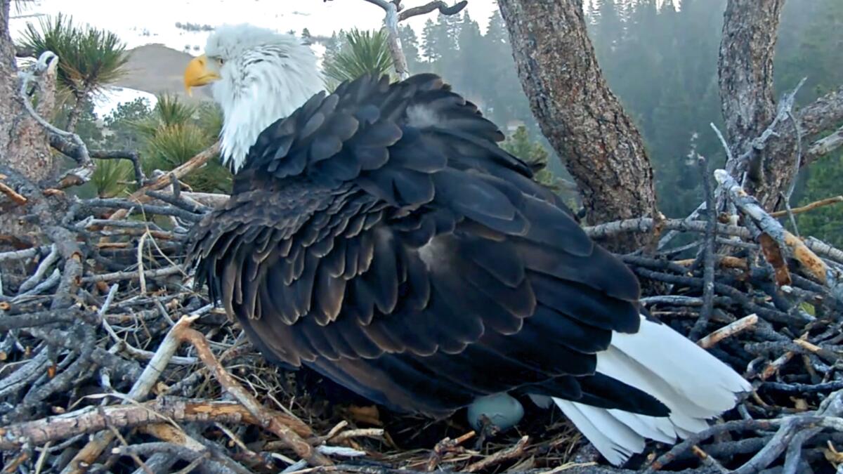 Big Bear bald eagles Jackie and Shadow welcome first egg of the year - Los Angeles Times