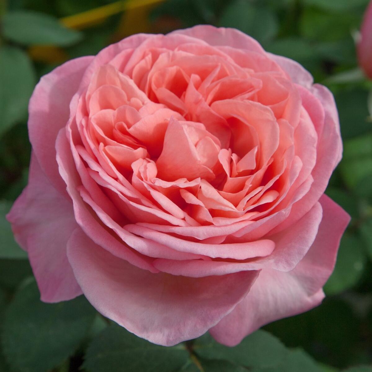 ‘Sweet Mademoiselle’ is a 2018 Meilland hybrid tea rose with large, 5-inch pink-peach blooms.