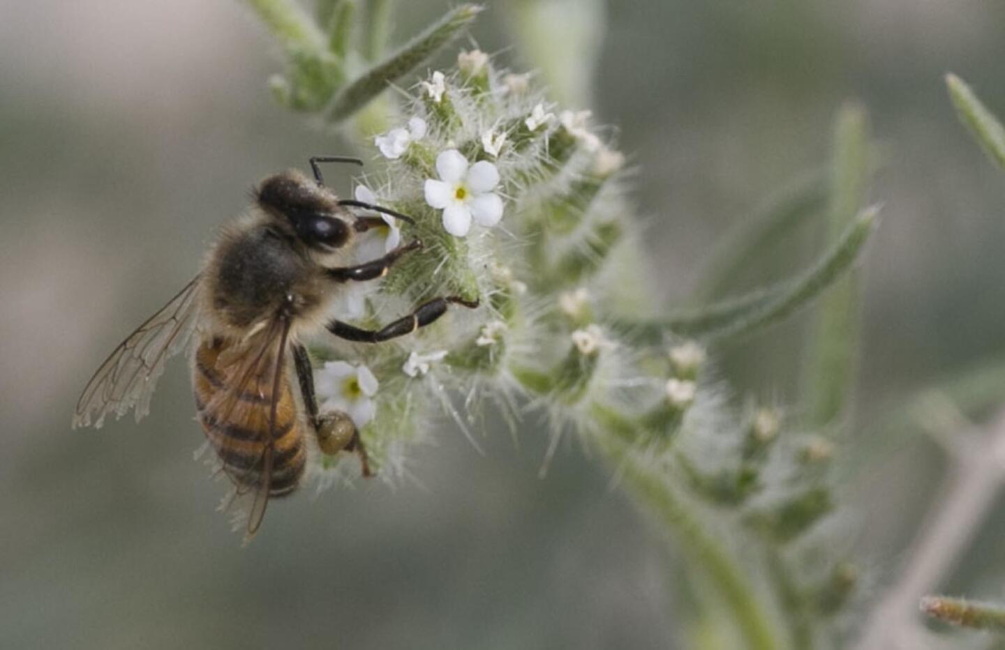 A honeybee worked on a sprig of Popcorn Flower.
