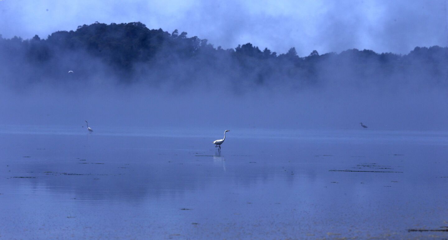 Foggy Egret